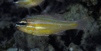  Apogon properuptus (Southern Orange-lined Cardinalfish)